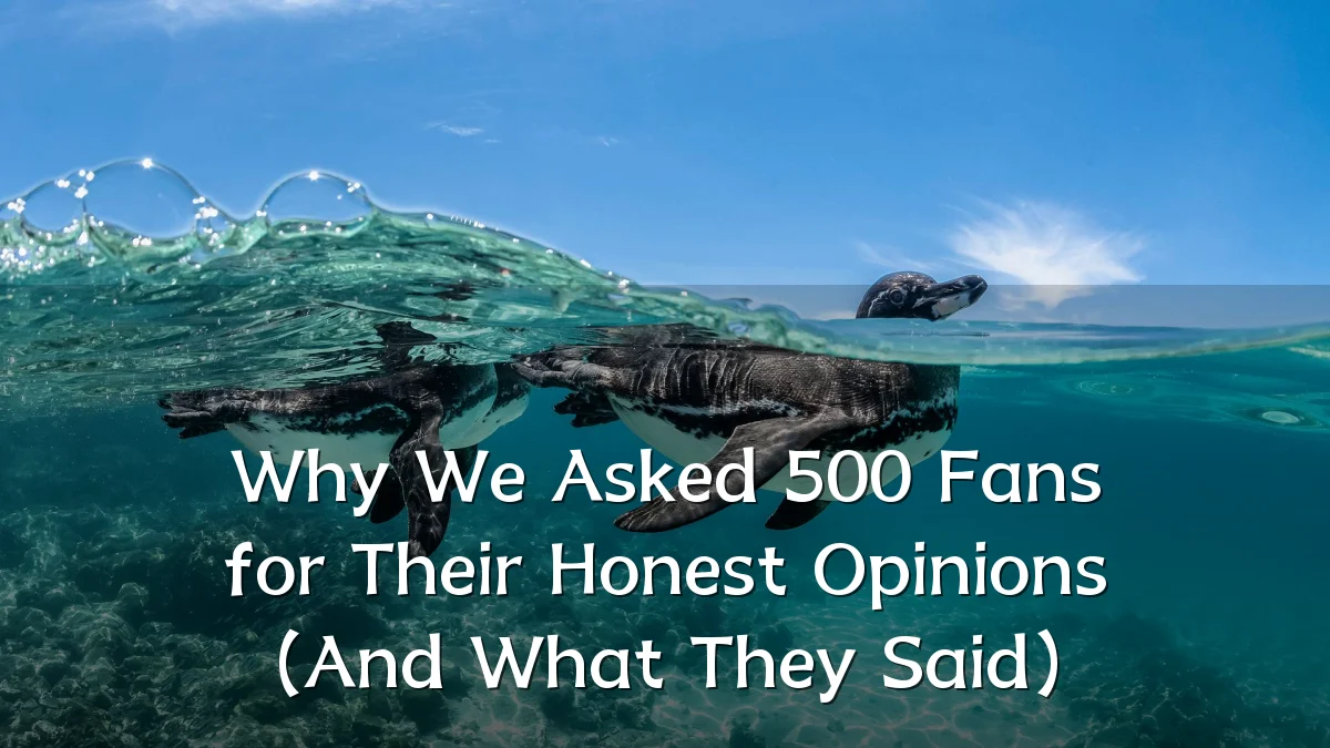 Why We Asked 500 Fans for Their Honest Opinions (And What They Said)
